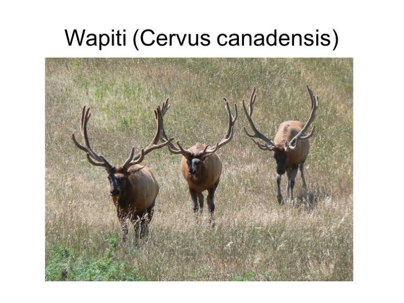 Wapiti (Cervus canadensis)